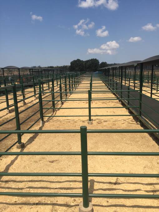 Glenlands Droughtmaster bull sale at Bouldercombe achieved a 100 per cent clearance of bulls during their sale on Friday.