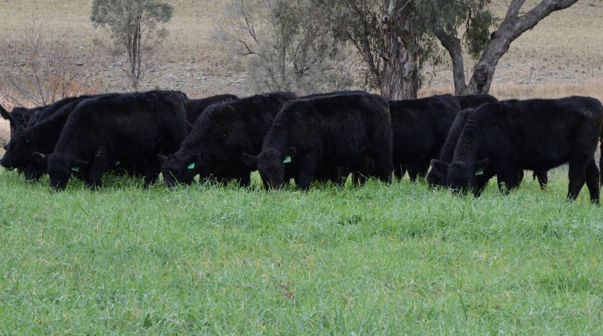 GOOD BUY: 'Buckenbong'-bred Angus heifers now at Glen Innes, joined and due to calve from February. 