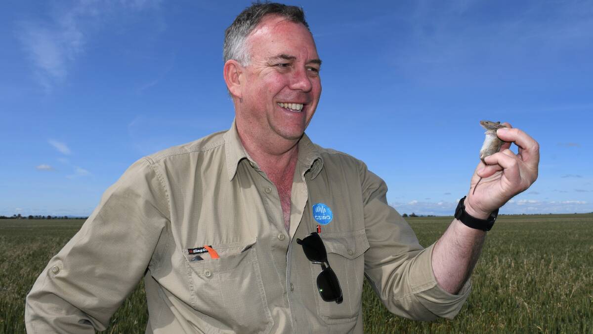 CSIRO mouse researcher Steve Henry is warning farmers in Queensland and northern NSW that mouse numbers have rapidly built up after the drought. 