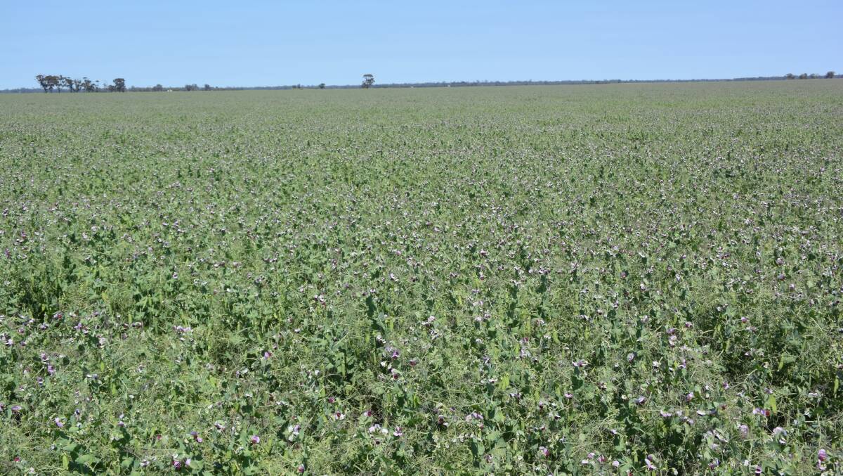A new variety of field pea will be available commercially as of next year. 