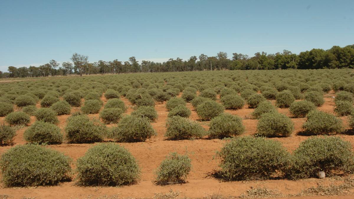 Jojoba is a hardy shrub native to the Sonoran desert that adapts well to semi-arid zones in Australia. 