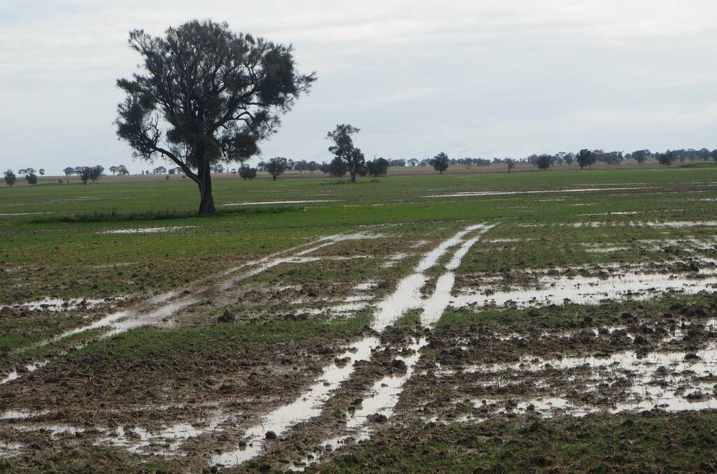 Wet conditions in the Wimmera have led to the re-emergence of septoria tritici blight.