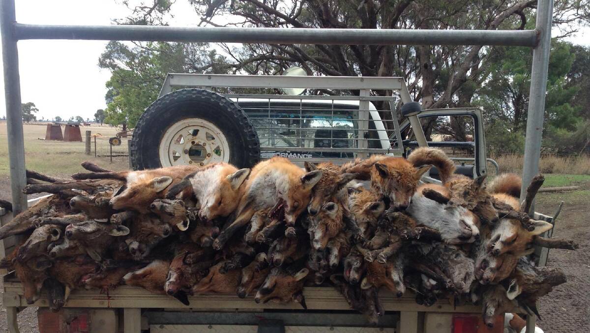 Fox hunters have killed scores of the feral animals in Victoria's southern Wimmera in recent weeks.