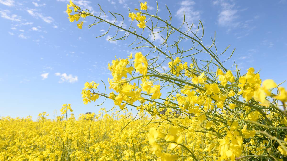 Farmers are assessing frost damage to canola crops.