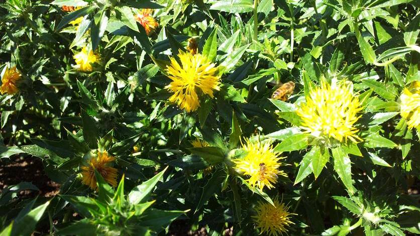 Safflower is showing signs of returning to its 1980s heyday when it was a popular break crop.