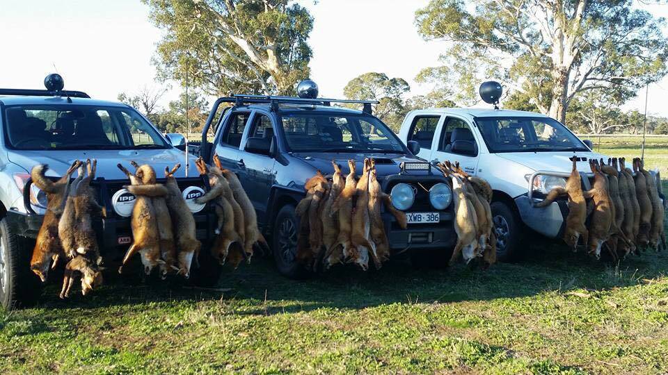 Fox numbers have been building in western Victoria of late.