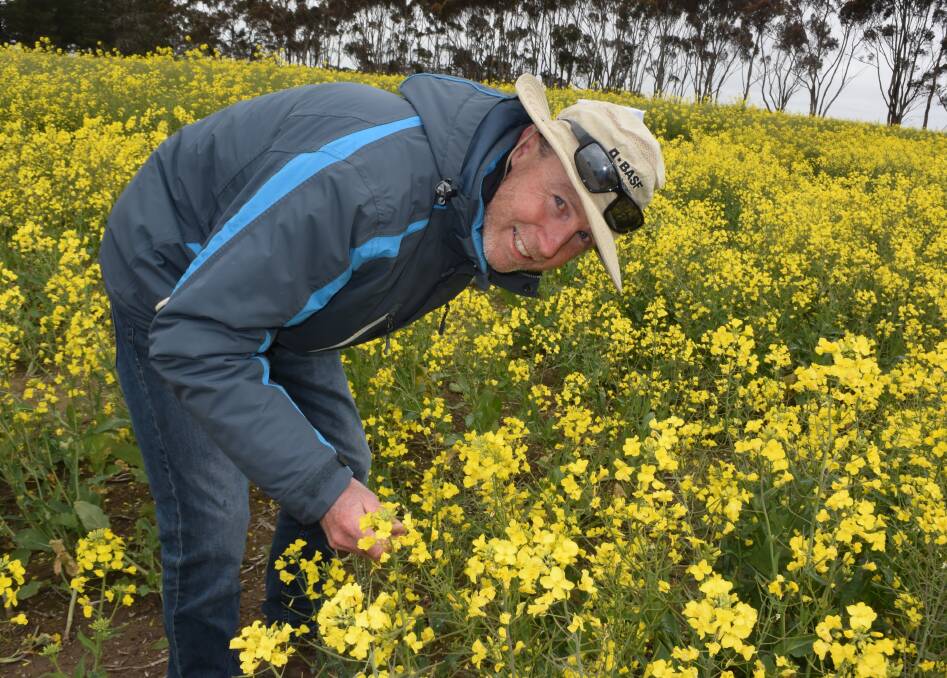 Steve Marcroft, Marcroft Pathology, says aerial blackleg is becoming an increasingly big problem in canola due to earlier sowing dates.