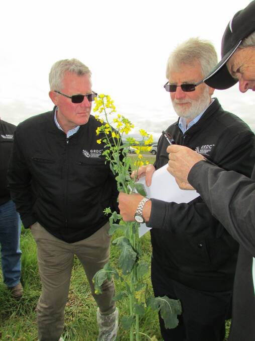 GRDC managing director Steve Jefferies with southern panel member Rob Sonogan inspecting canola.