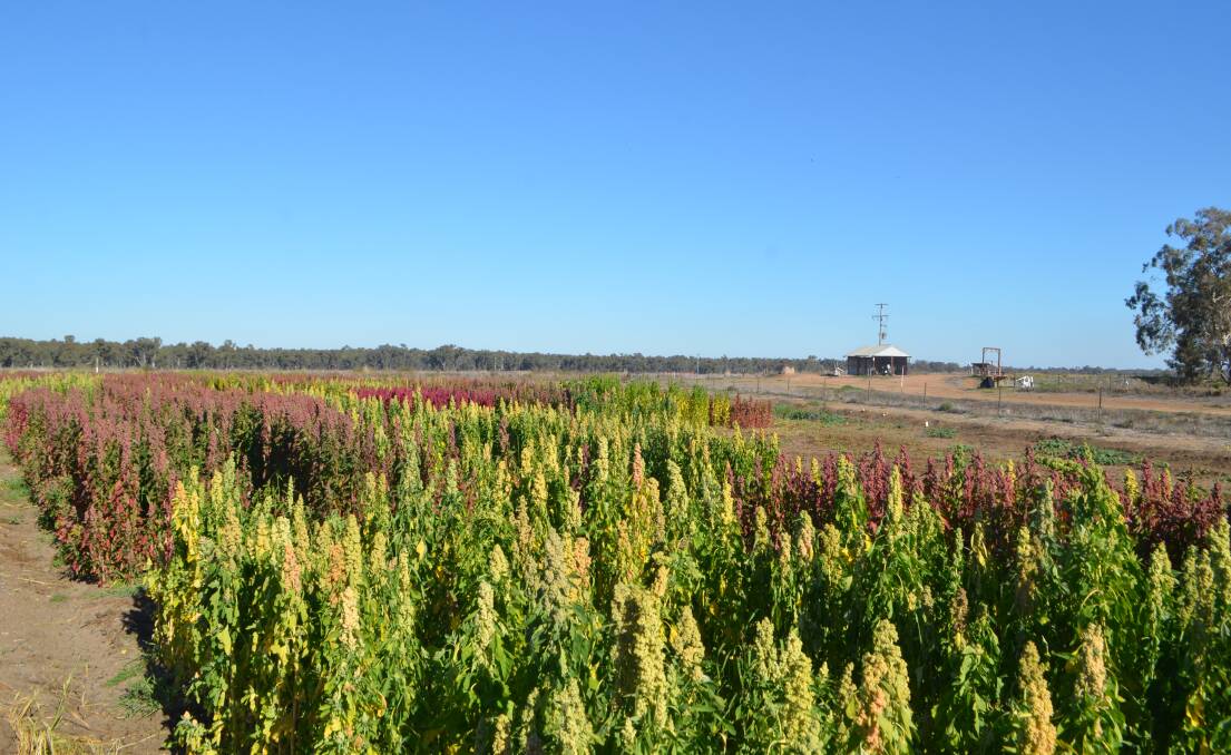 Quinoa is grown primarily in Australia in Western Australia and Tasmania.