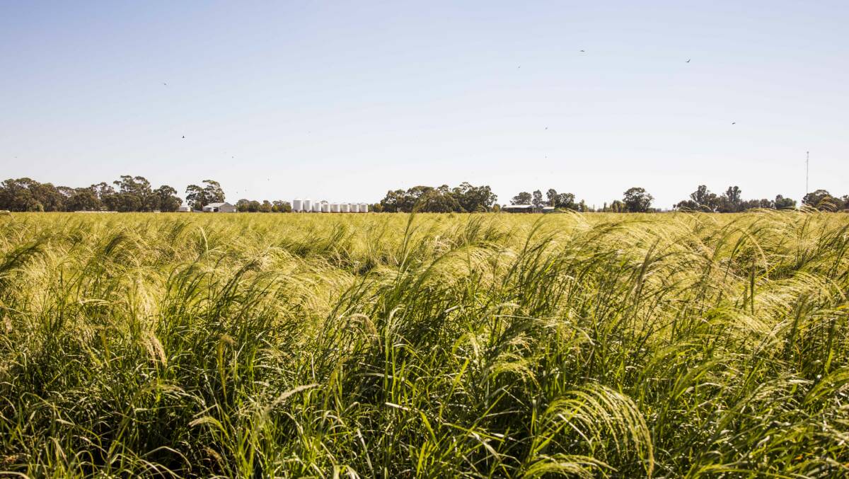 Teff is native to the Ethiopian Highlands but shows signs of growing well in Aussie conditions. 