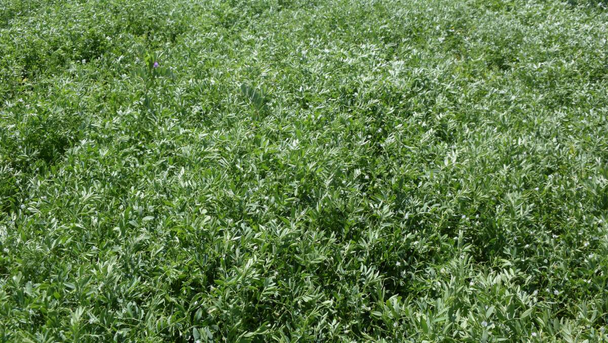 Lentil crops are providing great returns for Australian farmers.