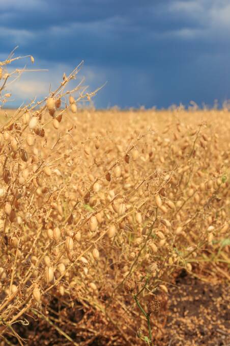 The supercharged prices on offer for chickpeas look set to continue for at least the next couple of months.
