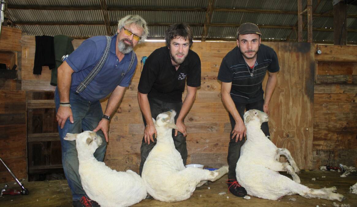 Michael Churchouse, Allan Oldfield and Danny Wilson take time out from crutching at the Murdoch family's property 'Flynns' at Apsley in western Victoria to give a blade shearing demonstration. 