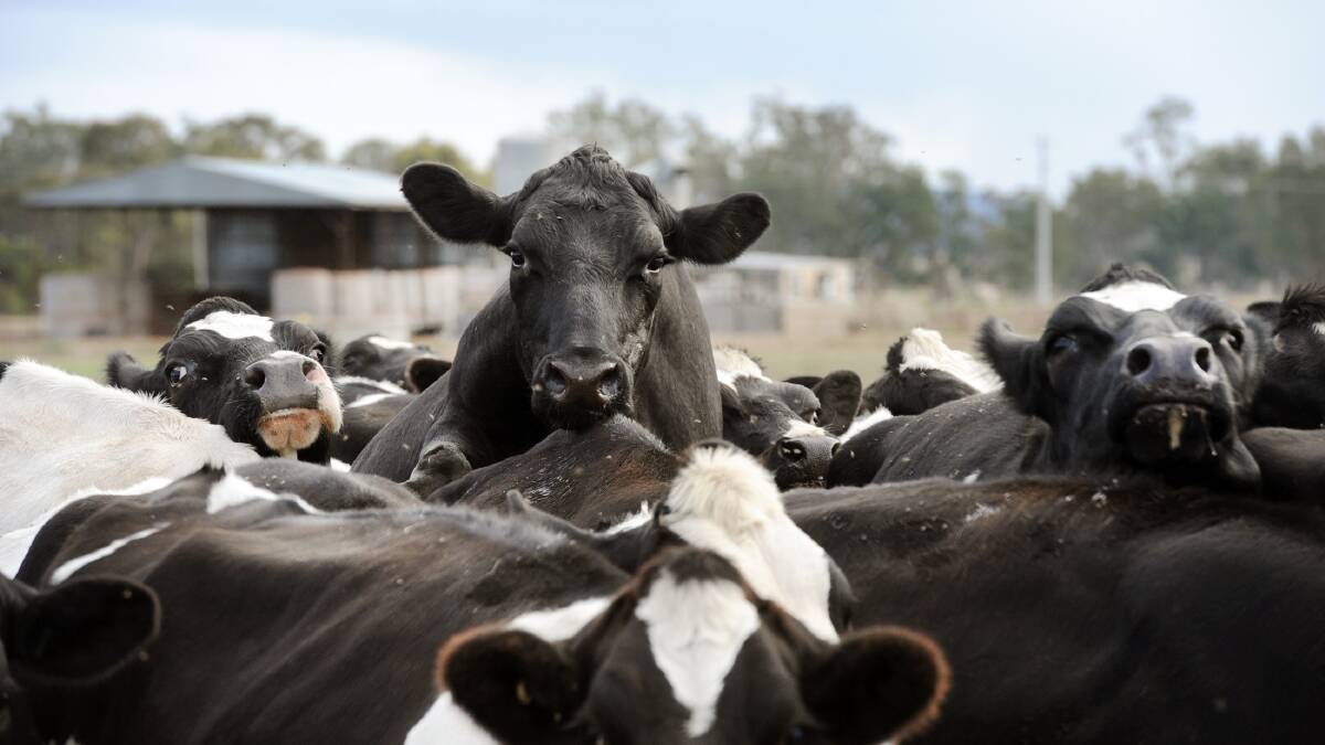 Dairy processor Murray Goulburn remains in the middle of a slump, in spite of an improvement in the global milk price outlook. 