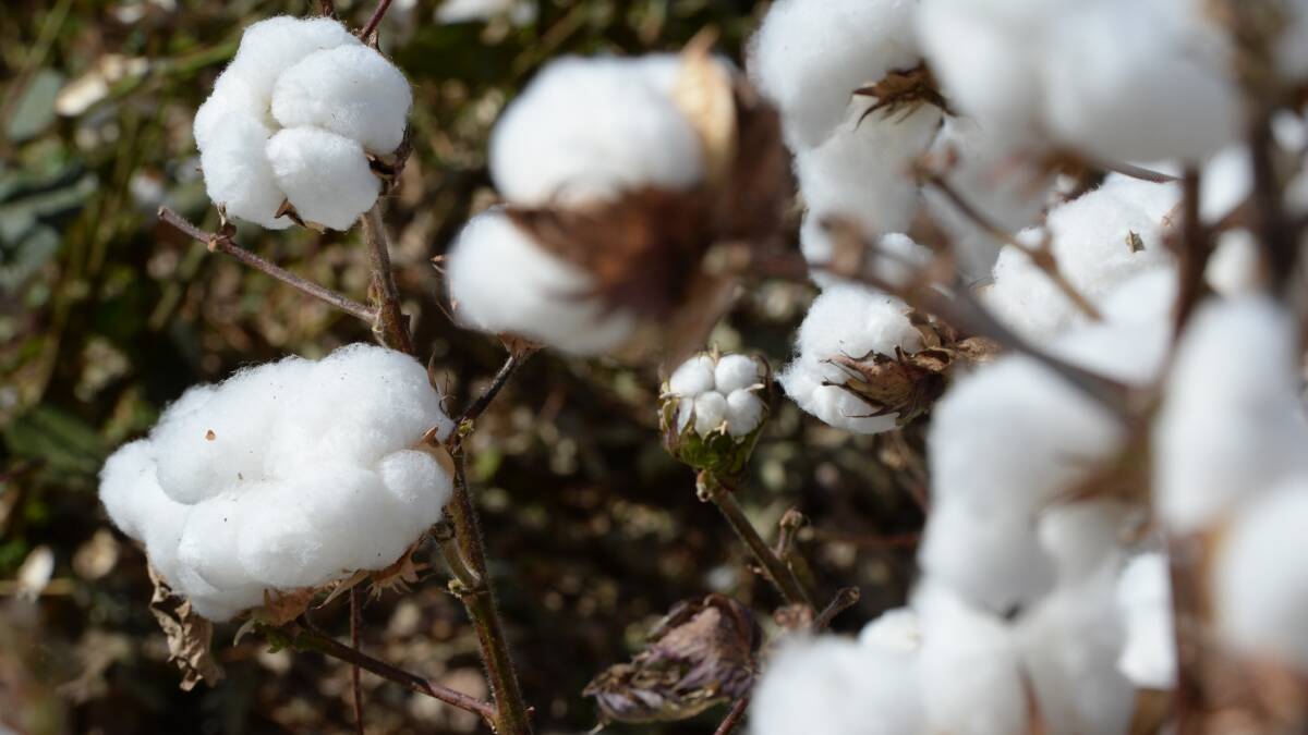 Australian croppers are turning to dryland cotton in increasing numbers. 