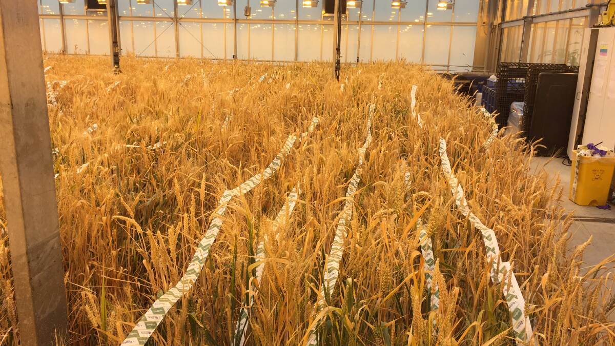 Australia's private grain breeding programs provide good value for growers says Haydn Kuchel, AGT.