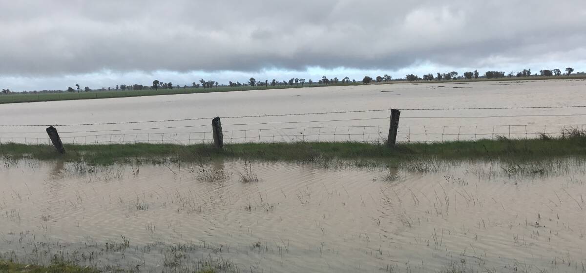 Dry conditions are not the problem in all parts of the country as this paddock in Victoria's southern Wimmera attests. 