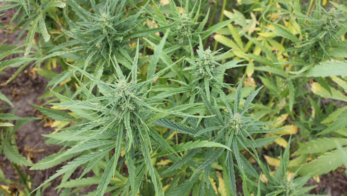 The hemp variety grown commercially in Australia is low in marijuana's psychoactive component tetrahydrocannabinol (THC).