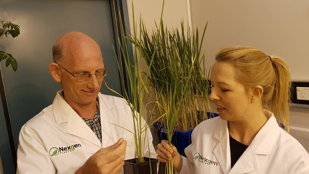 Peer Schenk, Nexgen Plants chief technical officer and Lara-Simone Pretorius, Nexgen researcher examine rice at the company's research facilities.