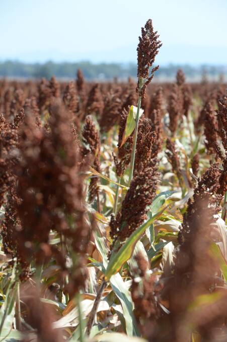 The Australian sorghum crop could rise to two million tonnes this year if conditions remain favourable.