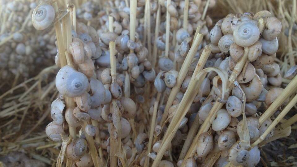 The presence of snails in grain exports has caused trade tensions between Australia and China. 