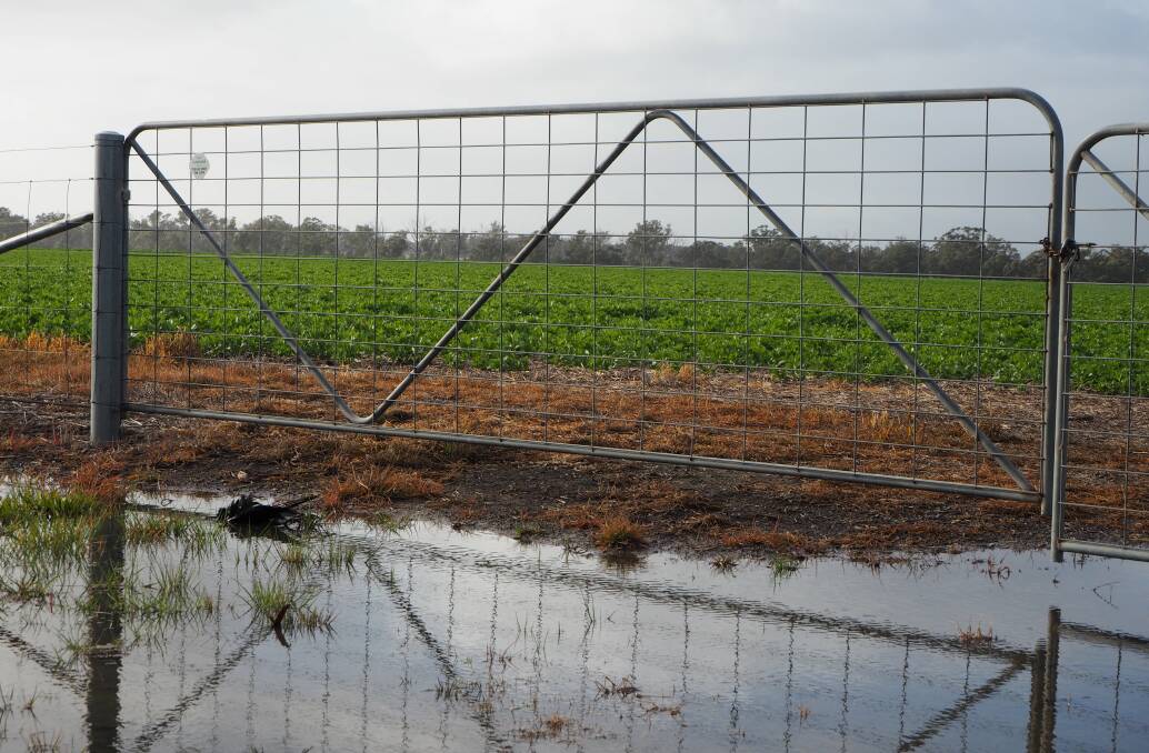 There has been good rain in Victoria's Wimmera region this week at a key stage for crop development for many.