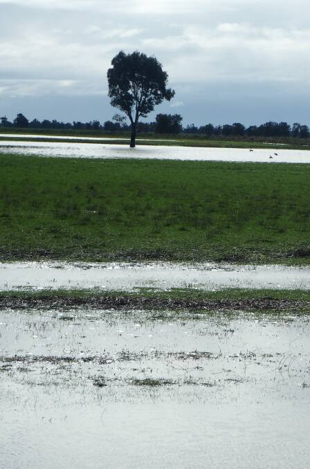 Solid August rain leads to waterlogging in some crops