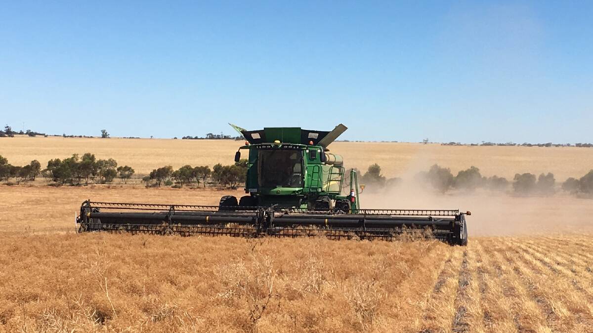 Australian lentil producers are looking at crops with good potential in general this season, but prices have come back on last year. 