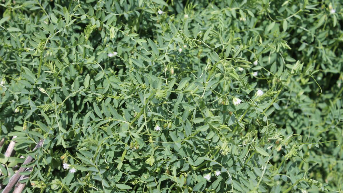 Lentil crops across Victoria and SA look good, but prices have come back this season.