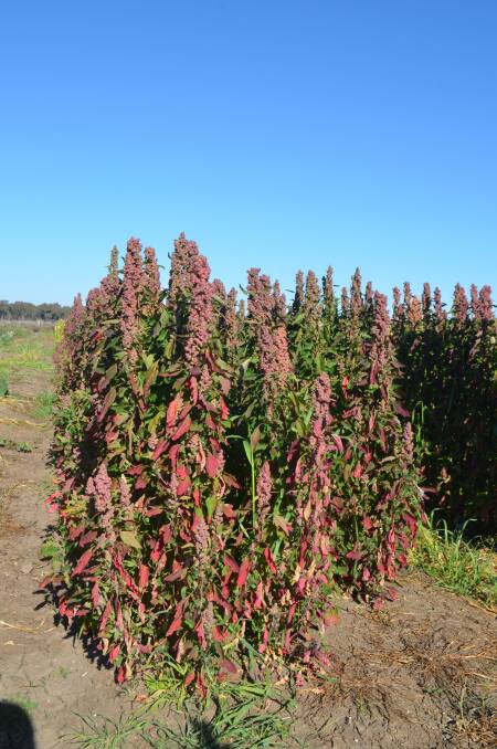 Quinoa is fast becoming more widely grown across Australia.