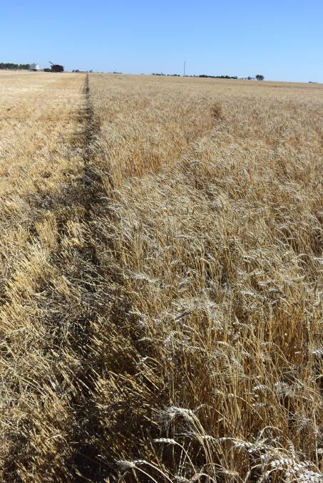 Wheat has been hit hard by frost in Victoria's Western District. 