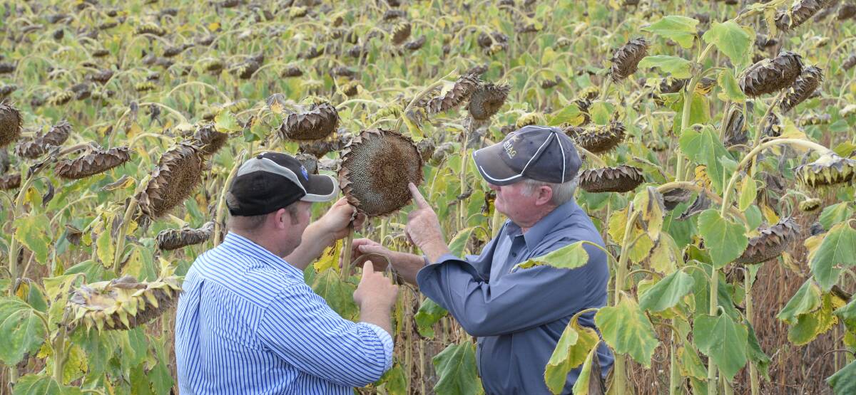Brendan Pattison and his father John, Marrar, NSW checking Sunbird 7 variety sunflowers prior to harvest. The crop was harvested last week.