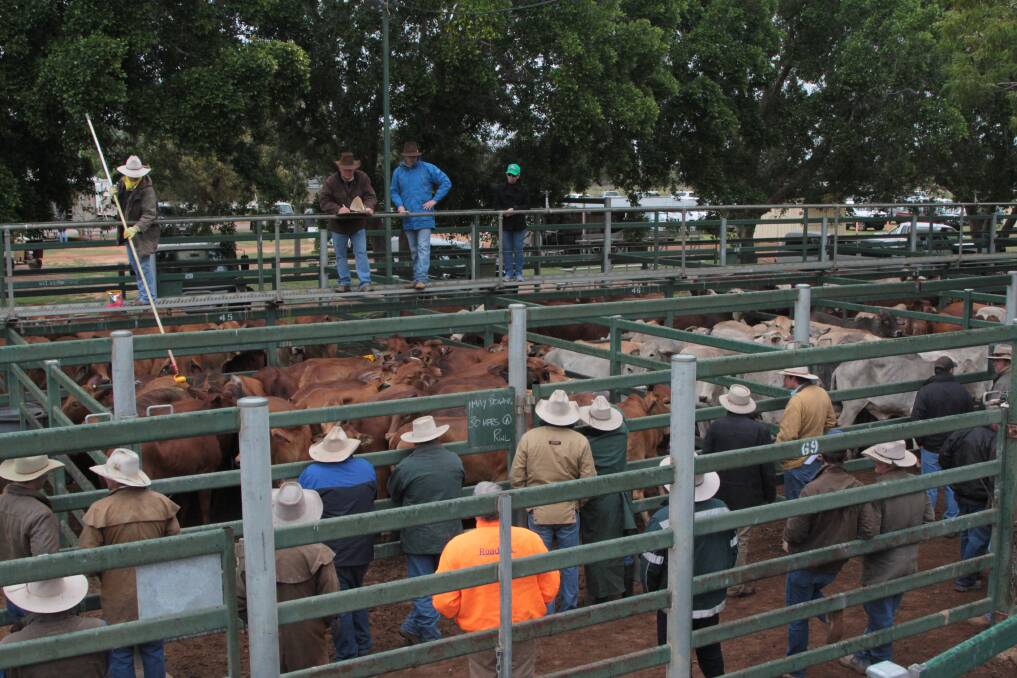 Sale O!: Work has begun on the Blackall Saleyards upgrades which will include new amenities, a viewing platform, cattle pen expansion and renovation of the sheep yards.