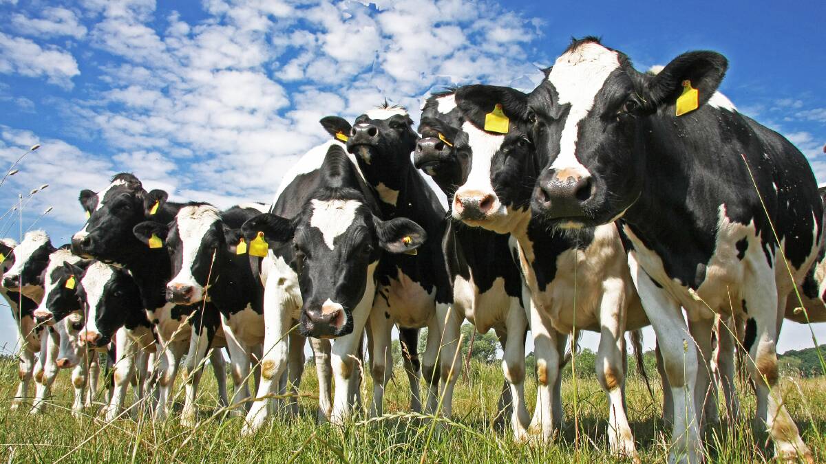 Dairy industry stakeholders have until November 29 to provide feedback on the draft NSW Dairy Industry Plan, released yesterday for consultation.