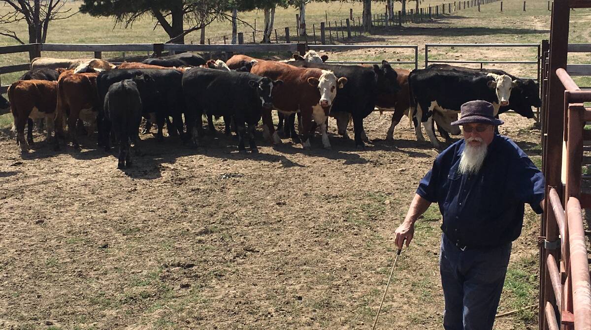 TOP EATING: Gary Coventry, in the yards with some of his cattle. He opted to send the animals to a Tasmanian abbatoir, as it offered a better price.