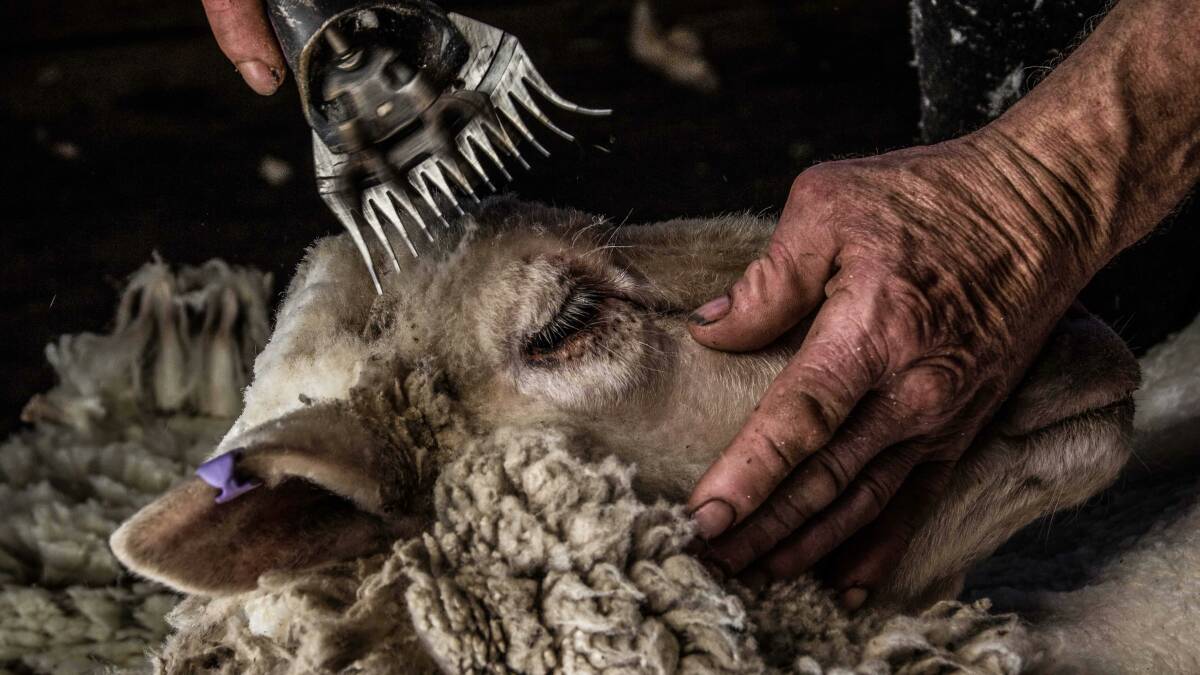 Titled Diligence, a close-up that depicts the care taken in the shearing industry.