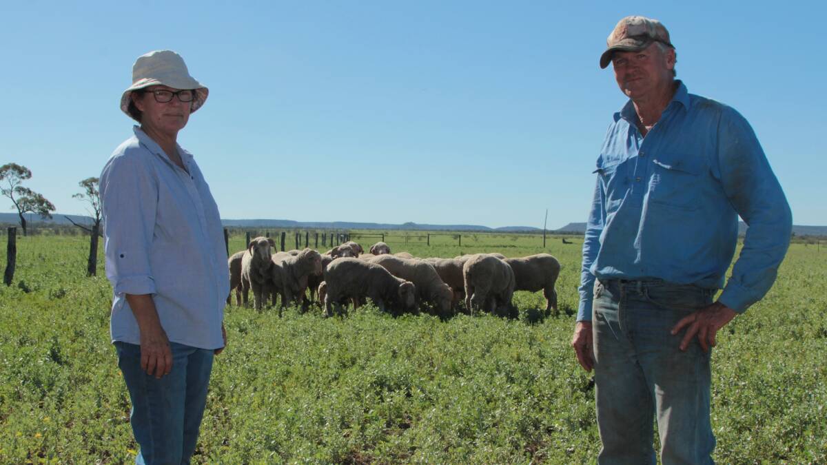 Bright future: Jenny and Rick Keogh and some of their 2015 drop stud sires. Terrick Merinos are fielding healthy inquiries for rams this year. Picture: Sally Cripps.