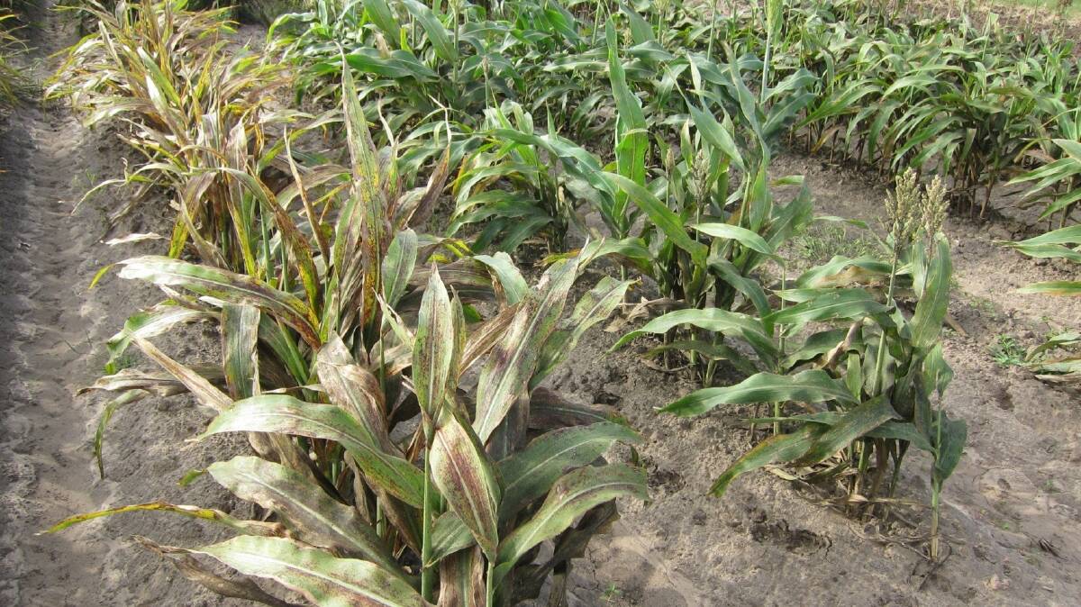 Toxic tale: Heatwave conditions have increased the chances for sorghum to be affected by prussic acid on the Darling Downs. Photo: Supplied