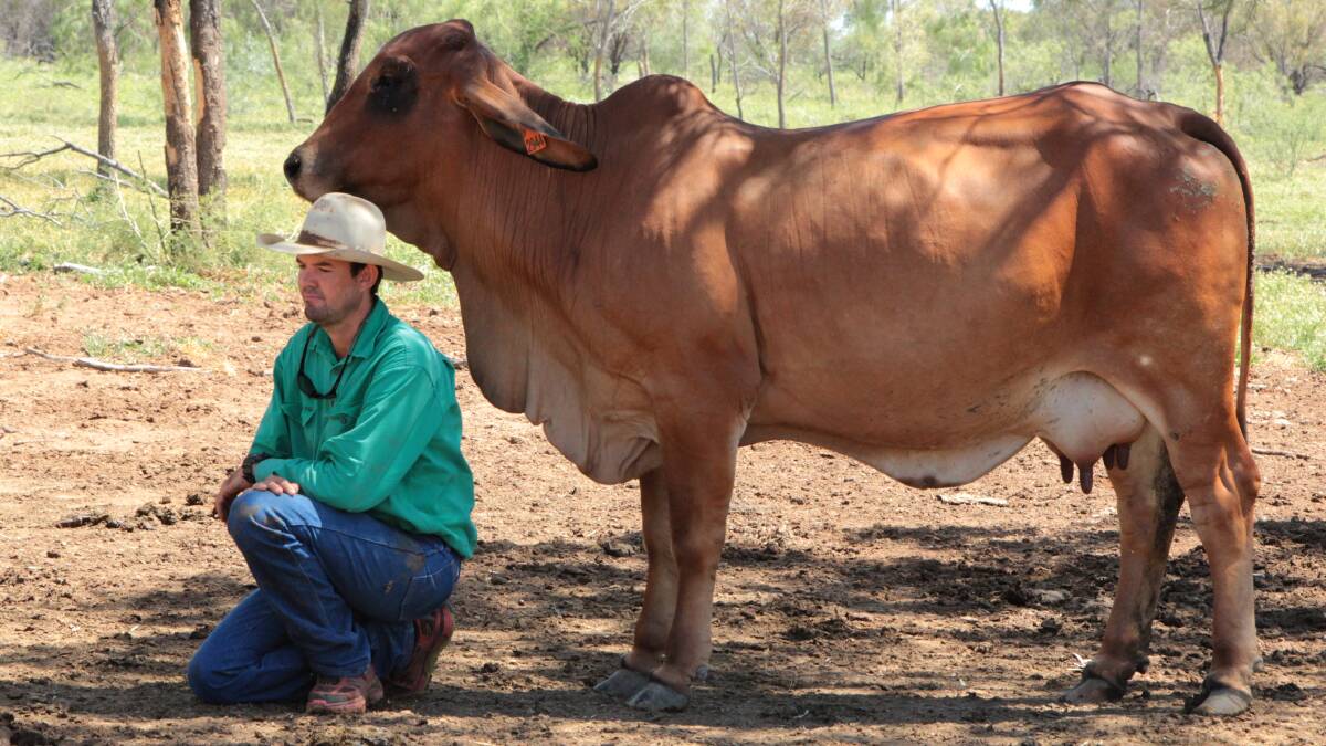 Clayton Curley demonstrates the docility of the herd at Gipsy Plains. Picture: Sally Cripps.