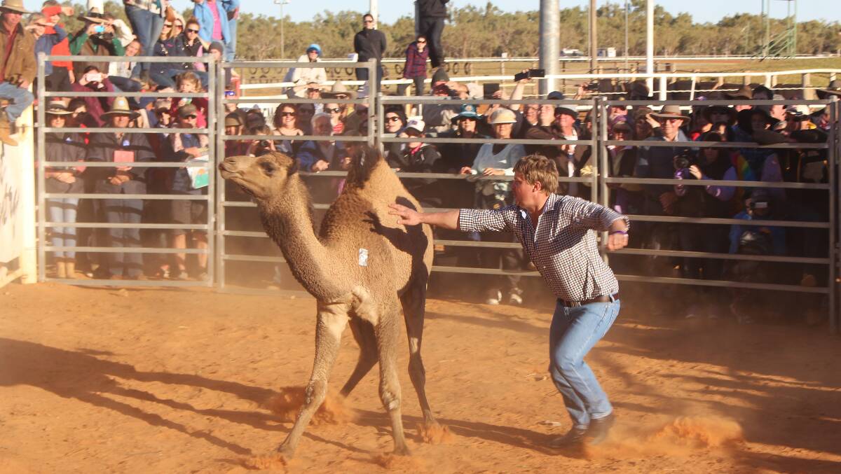 A brave competitor about to retrieve the sticky tape from a camel in the camel tagging competition during the 2015 Boulia camel races.