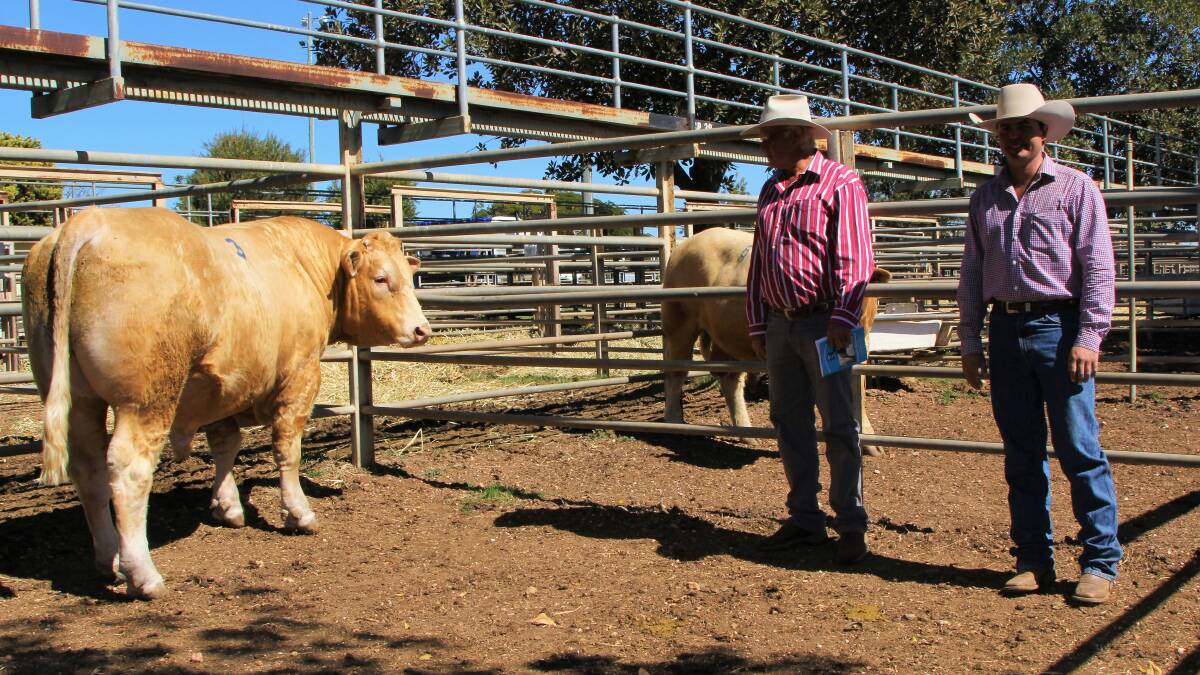 Red factor: David Dennis, Clermont and vendor Mark Hopgood with Hopgood Leonardo, the top priced bull at the annual Clermont sale.