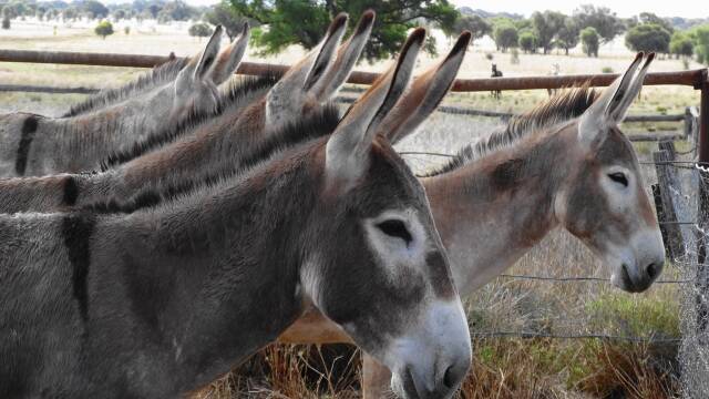 There is a ready market for donkey meat in China, according to Charleville's John Burey.