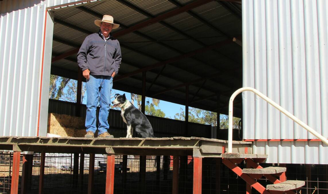 Kicking over: Currently being used to store stock feed, John Chandler and his working dogs are looking forward to the day that wool bales are rolling out the shed door at Kyneton, south of Barcaldine, once again. Pictures: Sally Cripps.