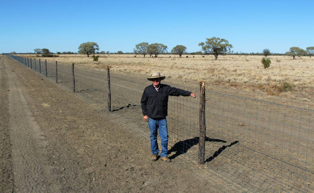Having run cattle exclusively since 2011, John Chandler is looking forward to putting sheep back into a highly productive downs environment, thanks to a cluster fencing initiative.