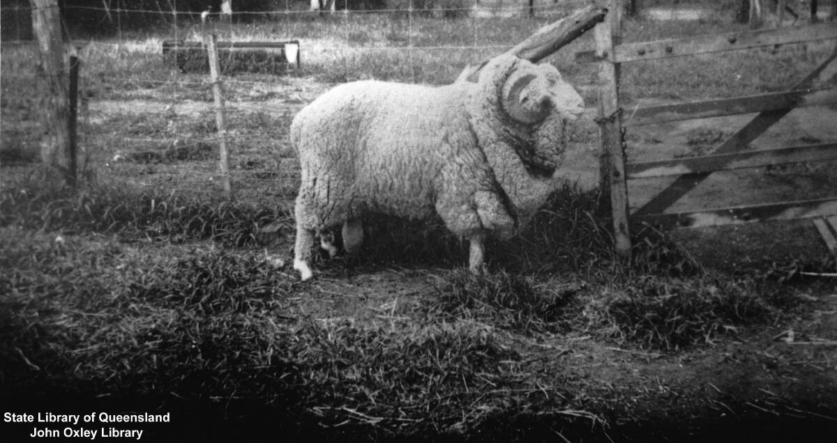 Old ways: A Terrick Terrick stud ram from the 1940s. Nearly 4000 rams were sold to clients the length of the state at a peak in the 1960s. Picture sourced from State Library of Queensland.