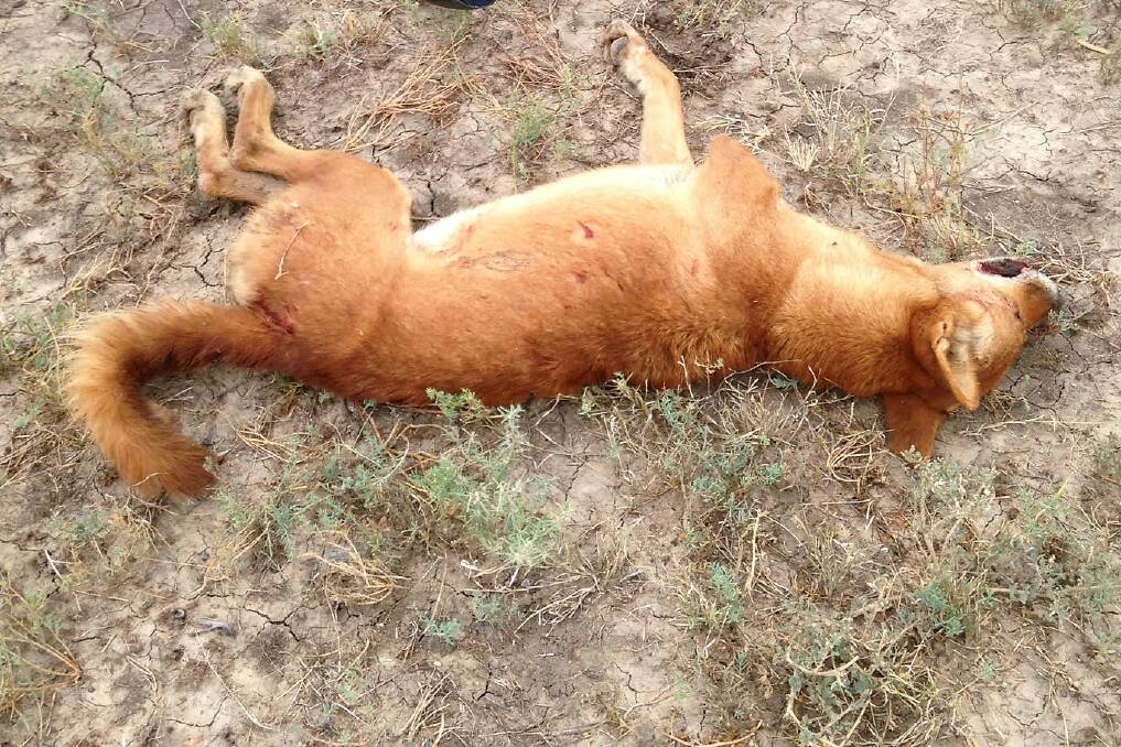 Brady Prow's photograph of the wild dog shot on the outskirts of Blackall recently, which was missing most of a front leg.
