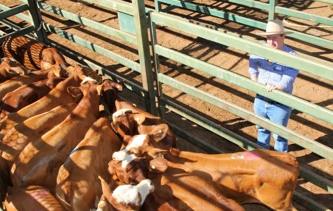 Rich reward: Blackall GDL stock agent Andrew Carcary with the Droughtmaster/Simmental steers that made $750 at Blackall's weaner sale on Thursday. Picture: Sally Cripps.