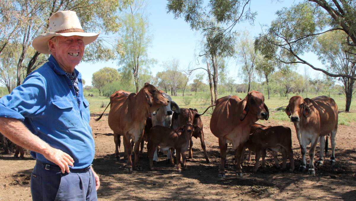 Still standing: Cloncurry's Robert Curley was happy to emerge from 2015 with much of his Brahman breeder herd intact. Picture: Sally Cripps.