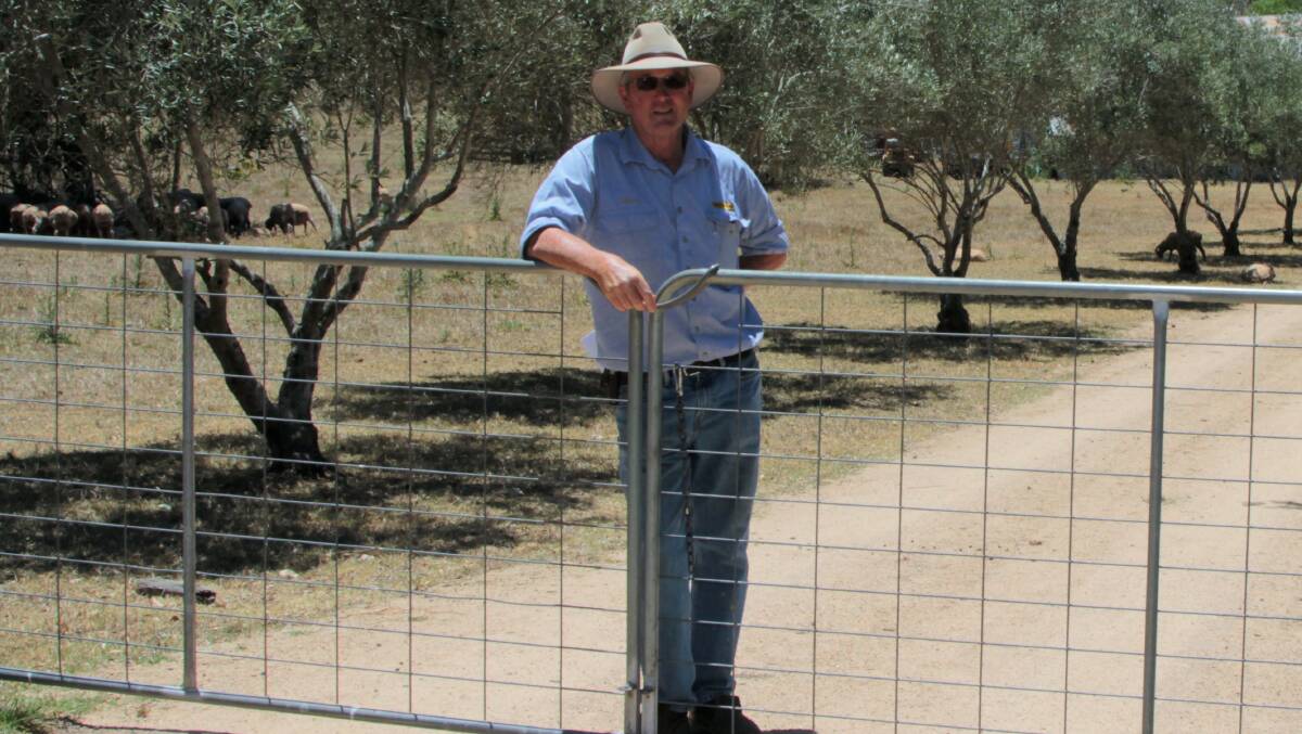 Around 100 Dohne sheep, the survivors of a 5000-strong flock that was sold in 2014, have a new home on the Stewart-Moore's 250 acre Crows Nest block. Ninian laughs as he says they've swapped the prickly acacia of Hughenden for lantana, and still have wild dogs howling in the hills.