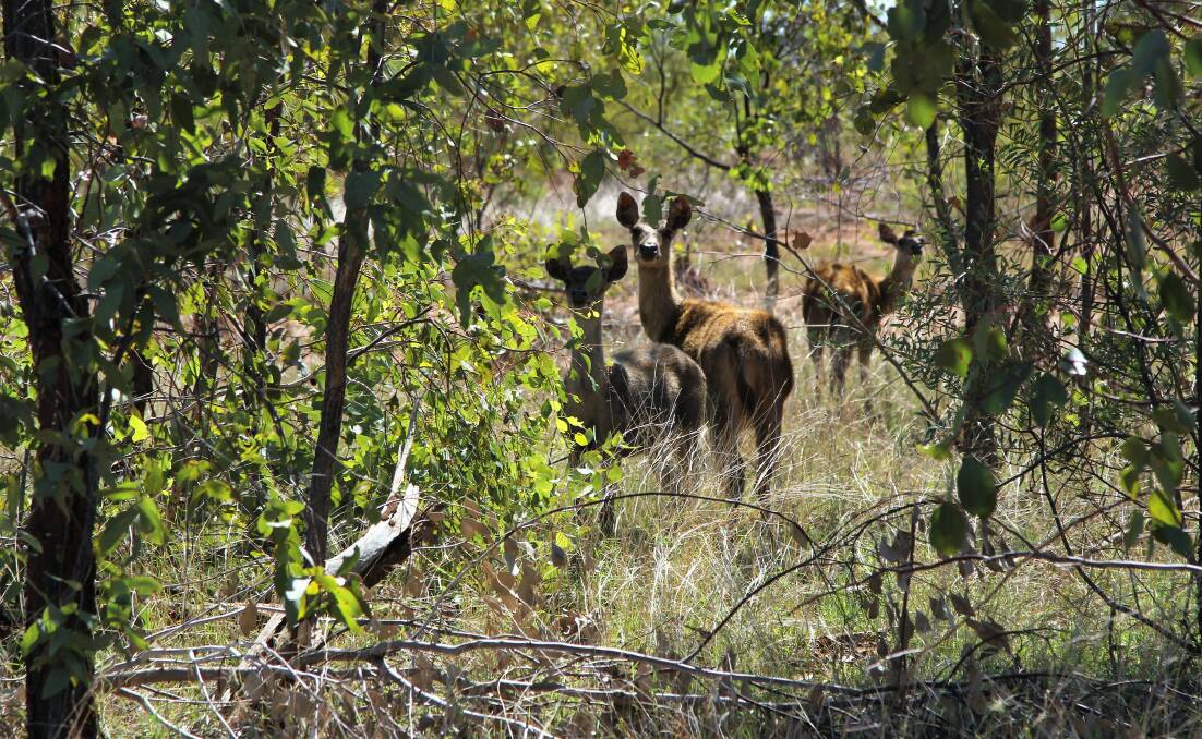 Five different species of deer can be found among the scrub at Hotspur, which Mike hopes will become a self-replacing herd if he can get on top of drought and wild dogs.